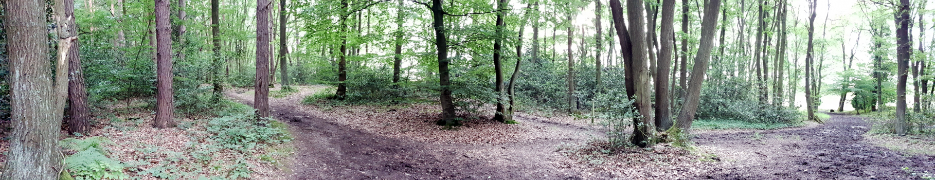 Wir treffen auf eine Waldkreuzung und gehen rechts weiter bis wir auf eine Wiese treffen, vor der wir links abbiegen. Nach ca. 100 m kommen wir automatisch auf einen Schotterweg, dem wir nach links folgen.